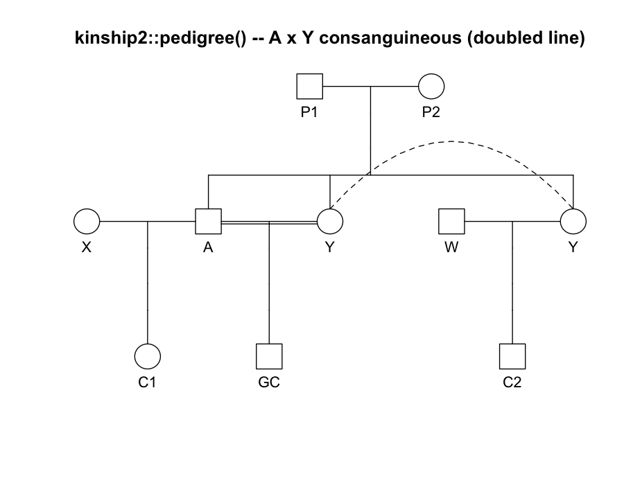 kinship2 pedigree diagram showing subjects A and Y connected by a doubled mate-line (the consanguinity marker) and Y appearing twice, joined by a dashed arc.
